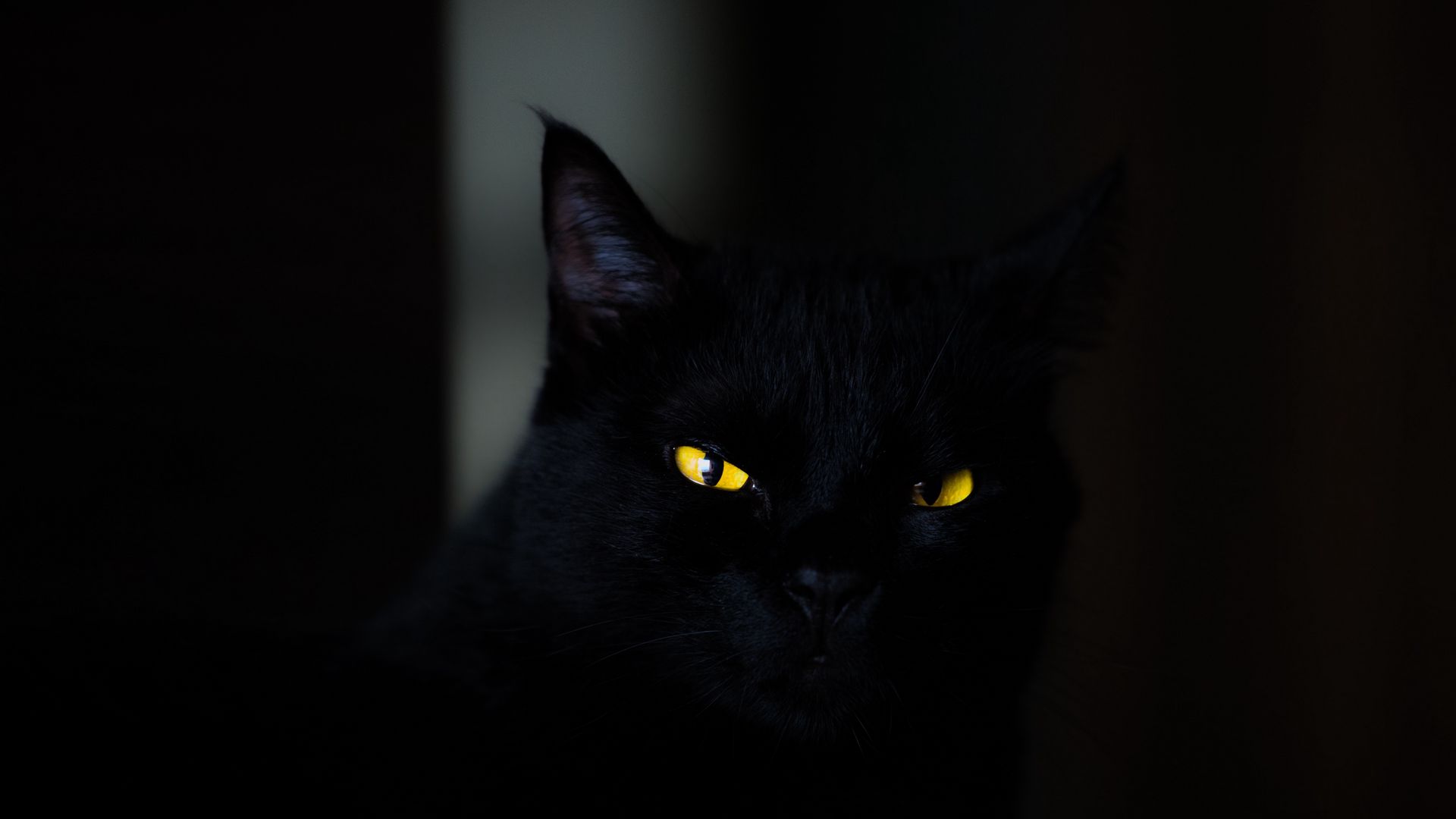 cat_eyes_black_124134_1920x1080.jpg